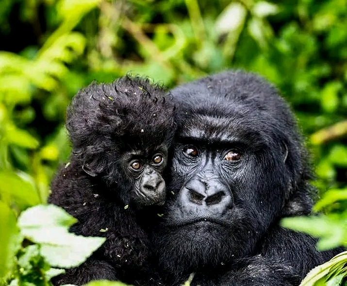 GORILLA TREKKING